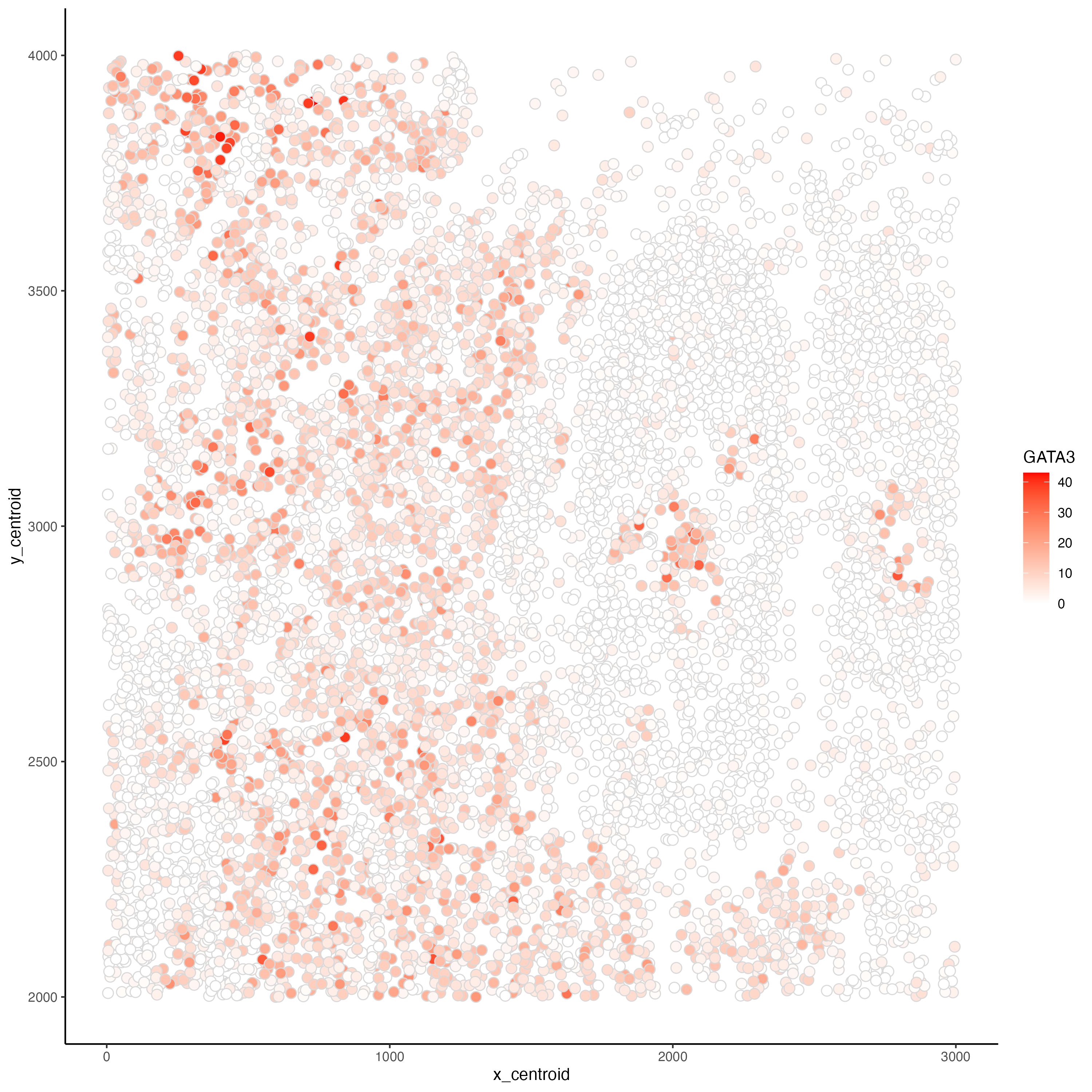 Relationship between cells' spatial position and GATA3 expression